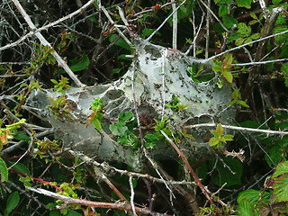 Image showing spiderweb02