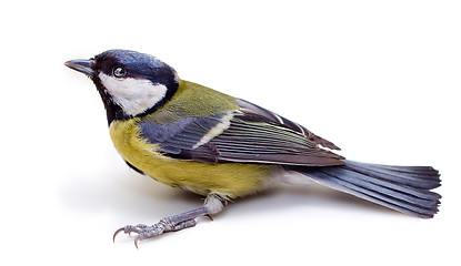 Image showing Titmouse