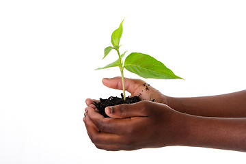 Image showing Plant in child hands