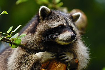 Image showing Raccoon