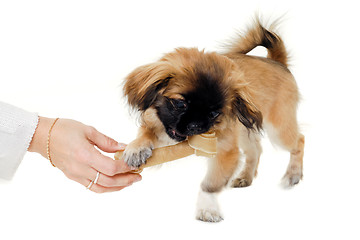 Image showing Puppy eating bone