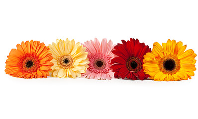 Image showing five gerbera