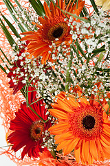 Image showing fresh gerbera flower