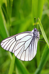 Image showing white butterfly on green grass