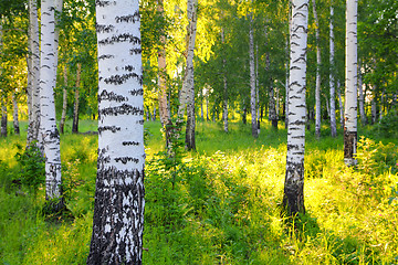 Image showing summer birch woods