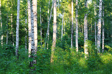 Image showing summer birch woods