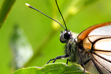 Image showing butterfly on green leaf macro