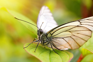 Image showing white butterfly on green leaf macro