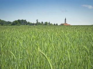 Image showing green wheat