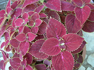 Image showing Croton Leaves