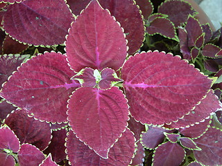 Image showing Croton Leaves