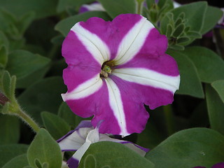 Image showing Flower