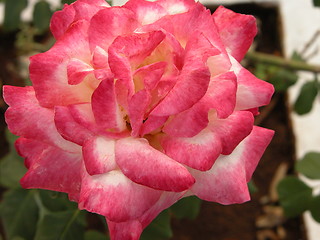 Image showing Multipetalled Rose