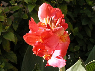 Image showing A Red Flower