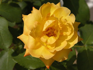 Image showing Yellow Rose