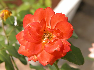 Image showing Orange Rose