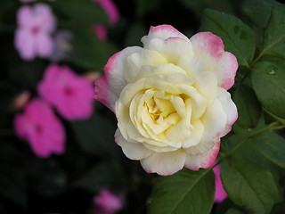 Image showing Yellow Rose