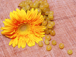 Image showing Yellow flower and grapes branch 