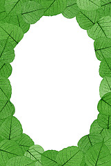 Image showing Skeletal leaves on white background - frame . Clipping path included.