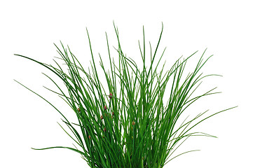 Image showing Fresh chives isolated on white background. Clipping path included.