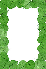 Image showing Skeletal leaves on white background - frame . Clipping path included.