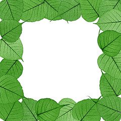 Image showing Skeletal leaves on white background - frame . Clipping path included.