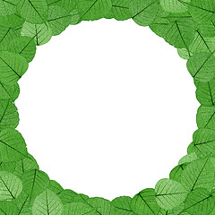 Image showing Skeletal leaves on white background - frame . Clipping path included.