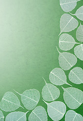 Image showing Skeletal leaves over green handmade paper. Clipping path included.