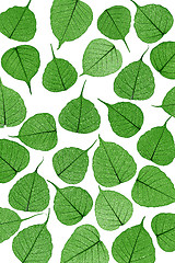 Image showing Skeletal leaves on white - background. Clipping path included.