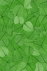 Image showing Green skeletal leaves - background.