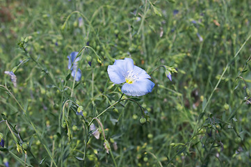 Image showing Flower of decorative flax