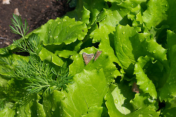 Image showing Salad leafs