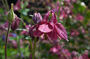 Image showing Aquilegia flowers