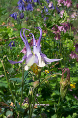 Image showing Aquilegia flowers