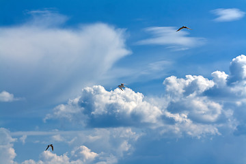 Image showing three seagulls