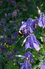 Image showing Aquilegia flowers