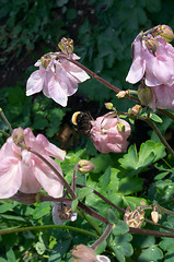 Image showing Aquilegia flowers