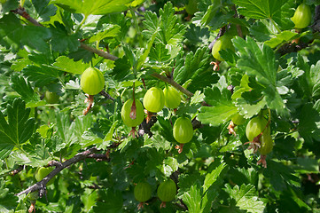 Image showing Gooseberries