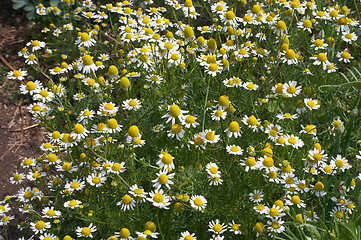 Image showing Camomile meadow