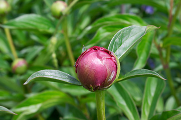 Image showing Peony bud