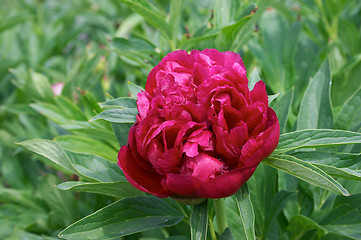 Image showing Peony flower