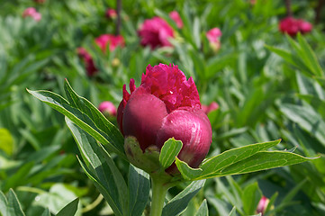 Image showing Peony flower