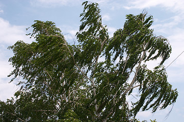 Image showing Wind