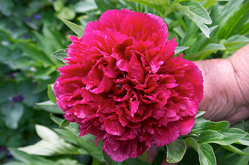Image showing Peony flower