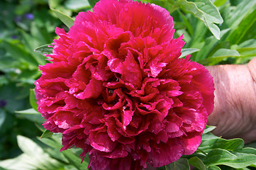 Image showing Peony flower