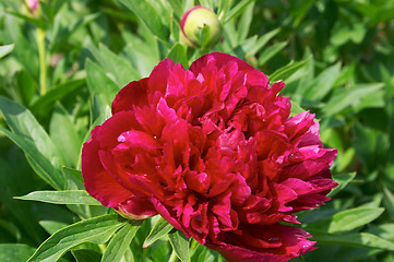 Image showing Peony flower
