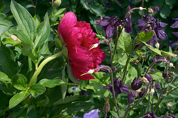 Image showing Peony flower