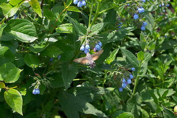 Image showing Butterfly as humming-bird