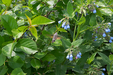 Image showing Butterfly as humming-bird