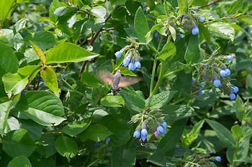 Image showing Butterfly as humming-bird